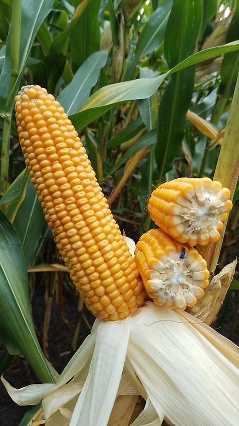 Tehnos 280cm Schlegelmulcher Hydraulische Seitenversscheibung 640mm Heckgerät mit 2 Geschraubten Schlagleisten 540 Zapfwelle