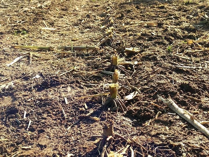 schulte FX-318 Sichelmulcher