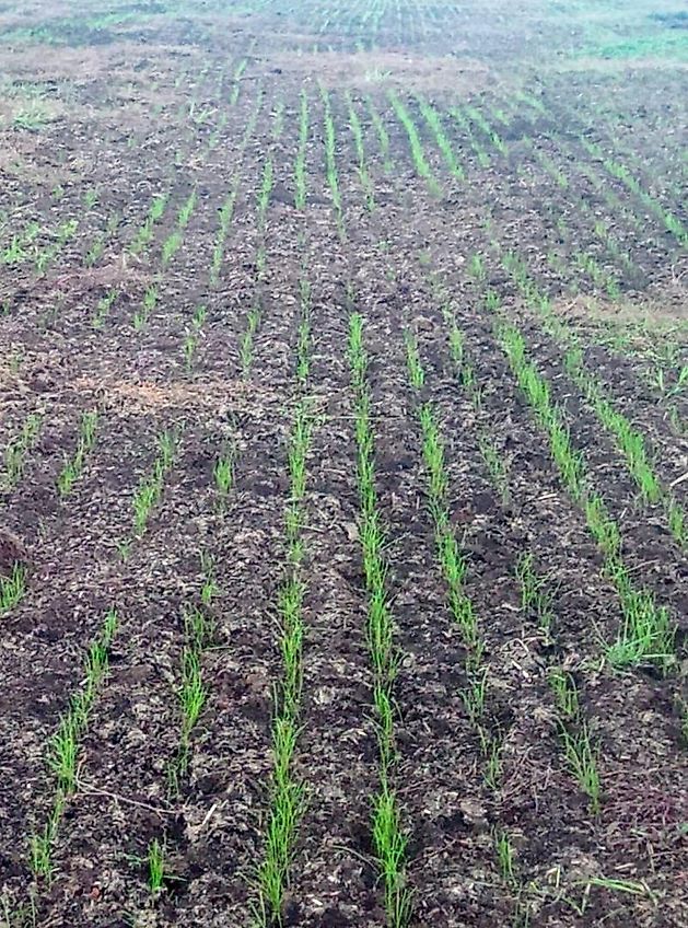 Bütje Drillmaschine/Schlitzmaster/ Schlitzdrille BSD 3000L TP