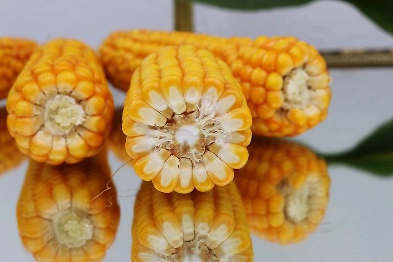 Tehnos 300cm Mulcher Frontanbau Heckanbau Tehnos Frontmulchgerät Ideal zur Zwischenfruchtbearbeitung im Vorlauf Frontanbaumulcher Tehnos MU300LW profi