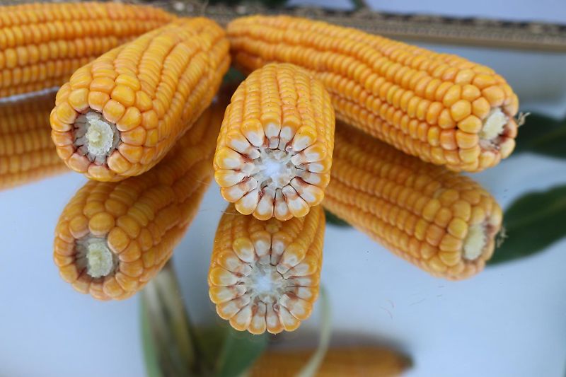 Tehnos 300cm Mulcher Frontanbau Heckanbau Tehnos Frontmulchgerät Ideal zur Zwischenfruchtbearbeitung im Vorlauf Frontanbaumulcher Tehnos MU300LW profi