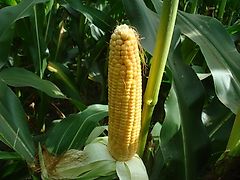Fendt Maissaatgut